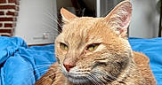 Simba participe au concours pour gagner de l'argent avec cette photo : cat, ginger_cat, pet, indoor, blue_blanket, furniture, brick_wall, plant, relaxed, fur, whiskers, closeup, domestic_cat, animal, bed, cozy, resting, portrait, home, soft_light