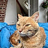 cat, ginger_cat, pet, indoor, blue_blanket, furniture, brick_wall, plant, relaxed, fur, whiskers, closeup, domestic_cat, animal, bed, cozy, resting, portrait, home, soft_light