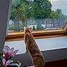 Simba a rejoint le concours — aidez-le/la à gagner de superbes lots ! cat, orange_cat, window, tree, greenery, flower, plant, cat_perch, indoor, looking_out, nature_view, quiet_street, daylight, animal, pet, feline, curious, home, cozy, peaceful