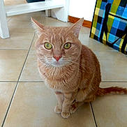 Simba a rejoint le concours — aidez-le/la à gagner de superbes lots ! cat, orange_cat, tabby, pet, indoor, floor, tile_floor, green_eyes, curious, sitting, feline, whiskers, ears, tail, bag, colorful, checkered, furniture, home, domestic_animal