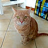 cat, orange_cat, tabby, pet, indoor, floor, tile_floor, green_eyes, curious, sitting, feline, whiskers, ears, tail, bag, colorful, checkered, furniture, home, domestic_animal