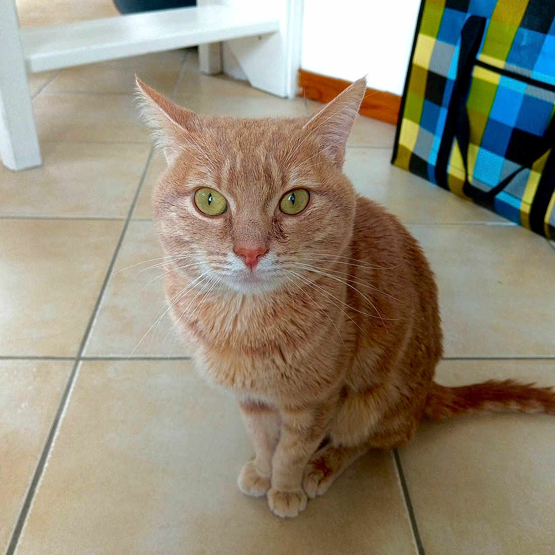 Simba