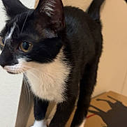 Tito is registered to the contest to win money with this photo: cat, black_and_white, tuxedo_cat, pet, animal, feline, whiskers, ears, paws, curious, standing, cardboard_box, indoor, closeup, fur, tail, alert, domestic_cat, looking_away, playful