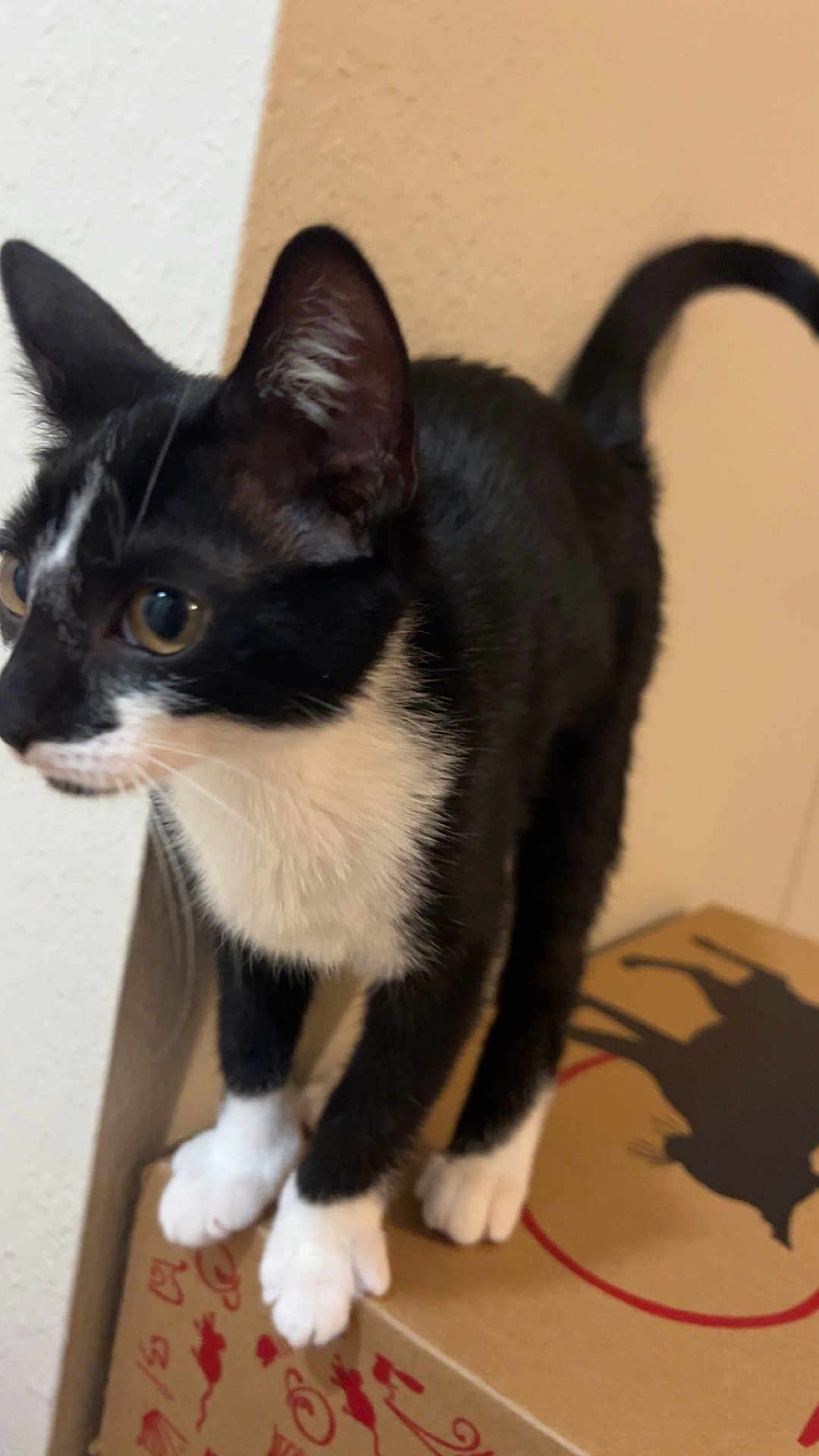 Tito is registered to the contest to win money with this photo: cat, black_and_white, tuxedo_cat, pet, animal, feline, whiskers, ears, paws, curious, standing, cardboard_box, indoor, closeup, fur, tail, alert, domestic_cat, looking_away, playful