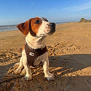 Baloo a rejoint le concours — aidez-le/la à gagner de superbes lots ! dog, puppy, beach, sand, harness, brown_and_white, sunlight, sea, sky, outdoor, pet, canine, sitting, curious, animal, daylight, nature, coast, vacation, leash