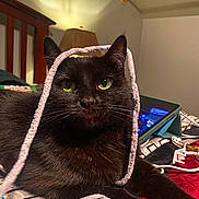 Mona is registered to the contest to win money with this photo: black_cat, cat, pet, animal, feline, playful, string, bed, indoor, lamp, tablet, green_eyes, fur, whiskers, closeup, curious, cozy, relaxed, head, paws