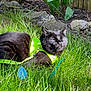 Mona is registered to the contest to win money with this photo: black_cat, cat, grass, outdoor, sunlight, green_harness, pet, garden, plants, fence, nature, relaxation, animal, mammal, fur, whiskers, closed_eyes, daylight, resting, summer