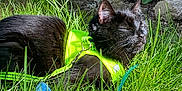 Mona is registered to the contest to win money with this photo: cat, black_cat, grass, outdoor, sunlight, harness, greenery, relaxing, pet, nature, garden, feline, closeup, daylight, domestic_animal, resting, summer, animal, mammal, peaceful