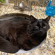 Rocky is registered to the contest to win money with this photo: cat, black_cat, sink, bathroom, countertop, granite, pet, animal, feline, fur, domestic_cat, relaxed, curious, indoor, household, whiskers, ears, tail, closeup, resting
