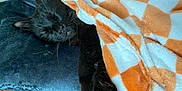 Rocky is registered to the contest to win money with this photo: black_cat, blanket, checkered_pattern, comfort, cozy, cushion, domestic_animal, feline, fur, home, indoor, nap, orange_and_white, paw, pet, relaxation, resting, sleeping, soft_texture, whiskers