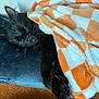 black_cat, blanket, checkered_pattern, comfort, cozy, cushion, domestic_animal, feline, fur, home, indoor, nap, orange_and_white, paw, pet, relaxation, resting, sleeping, soft_texture, whiskers