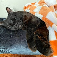 Rocky is registered to the contest to win money with this photo: animal, black_cat, blanket, cat, closeup, comfort, cozy, cute, feline, fur, indoor, nap, orange_and_white_blanket, paw, pet, relaxation, resting, sleeping, soft, warm