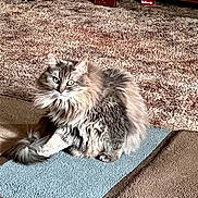 Baby joined the competition — help win amazing prizes! cat, long_hair, fluffy, gray_fur, white_fur, pet, animal, sitting, portrait, indoors, rug, blue_rug, carpet, wooden_furniture, chair, home, living_room, whiskers, ears, focused