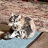 cat, long_hair, fluffy, gray_fur, white_fur, pet, animal, sitting, portrait, indoors, rug, blue_rug, carpet, wooden_furniture, chair, home, living_room, whiskers, ears, focused