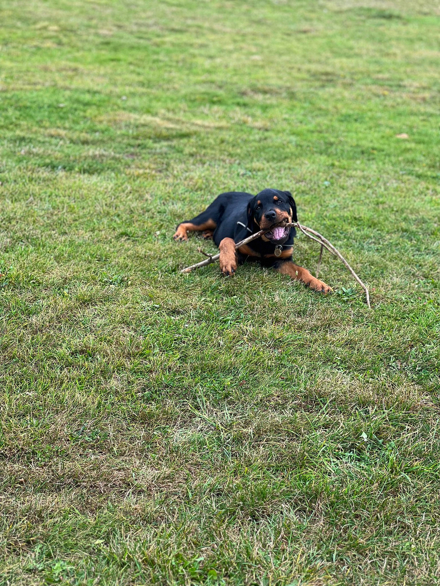 Diesel joined the competition — help win amazing prizes! canidae, carnivore, companion_dog, dog, dog_breed, flooring, fun, grass, grass_family, grassland, groundcover, guard_dog, landscape, pasture, people_in_nature, plant, soil, sporting_group, tail, working_dog