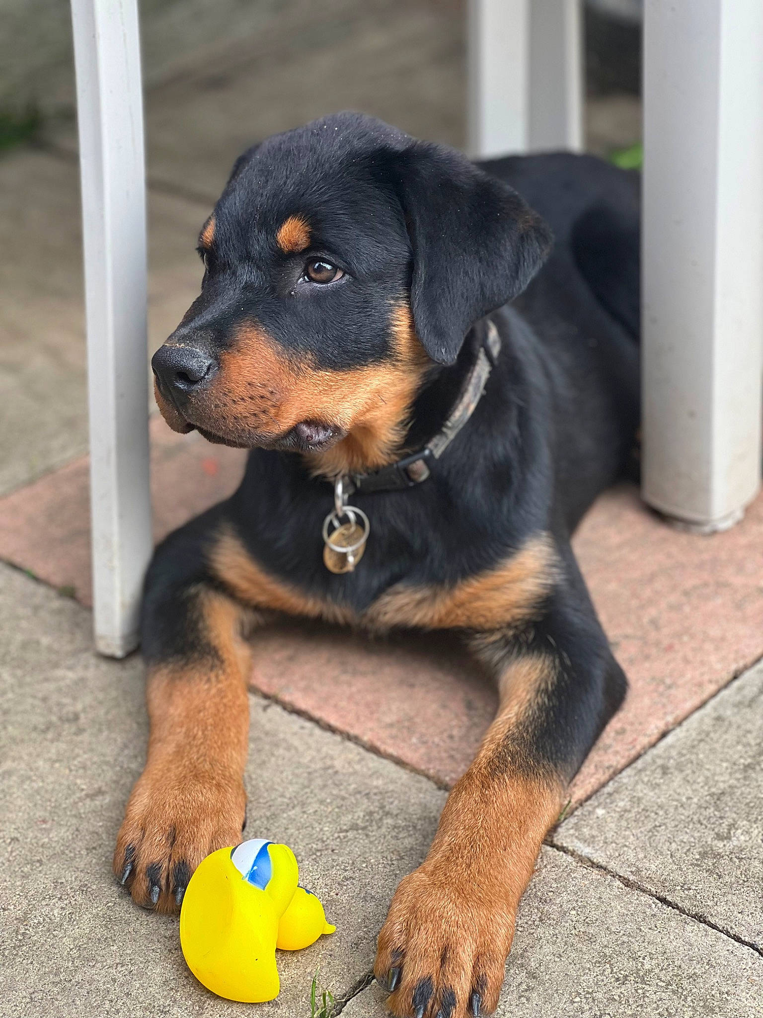 Diesel joined the competition — help win amazing prizes! canidae, carnivore, collar, companion_dog, dog, dog_breed, dog_supply, foot, fur, guard_dog, paw, rottweiler, snout, sporting_group, stuffed_toy, terrestrial_animal, toy, whiskers, working_animal, working_dog