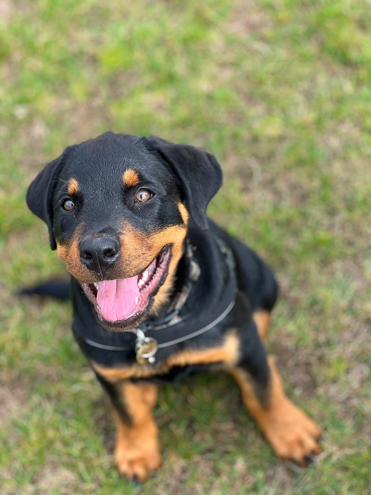 Diesel joined the competition — help win amazing prizes! austrian_black_and_tan_hound, canidae, carlin_pinscher, carnivore, collar, companion_dog, dog, dog_breed, grass, guard_dog, hound, hunting_dog, molosser, puppy, rottweiler, snout, sporting_group, working_animal, working_dog