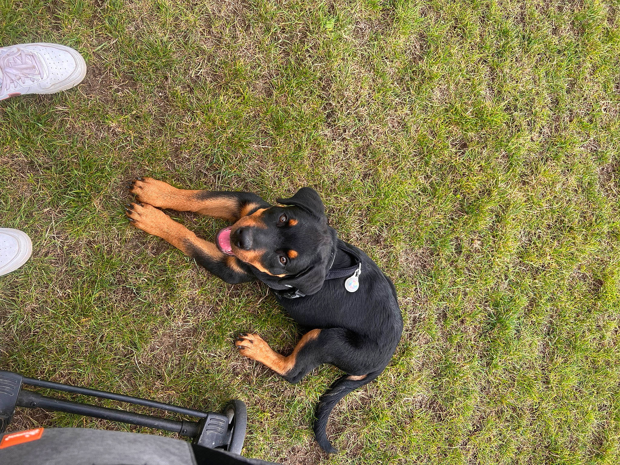 Diesel joined the competition — help win amazing prizes! amphibian, canidae, carnivore, companion_dog, dog, dog_breed, fawn, grass, guard_dog, paw, people_in_nature, plant, shadow, snout, sporting_group, tail, terrestrial_animal, toy_dog, working_animal, working_dog