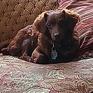 Yogi joined the competition — help win amazing prizes! animal, ball, canine, chair, cockerspaniel, couch, cushion, dog, furniture, homedecor, hound, labradorretriever, linen, pet, pillow, puppy, quilt, sport, tennis, tennisball