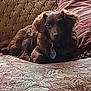animal, ball, canine, chair, cockerspaniel, couch, cushion, dog, furniture, homedecor, hound, labradorretriever, linen, pet, pillow, puppy, quilt, sport, tennis, tennisball