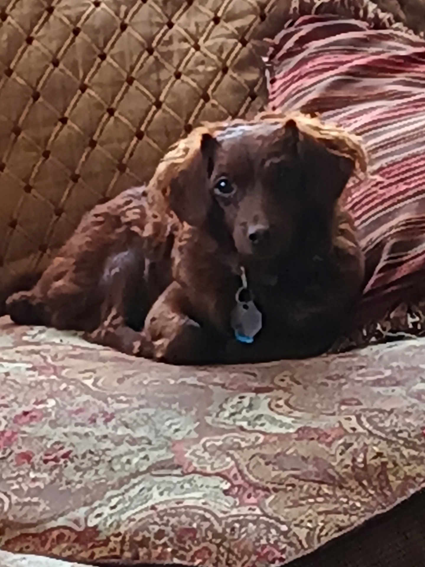 Yogi joined the competition — help win amazing prizes! animal, ball, canine, chair, cockerspaniel, couch, cushion, dog, furniture, homedecor, hound, labradorretriever, linen, pet, pillow, puppy, quilt, sport, tennis, tennisball