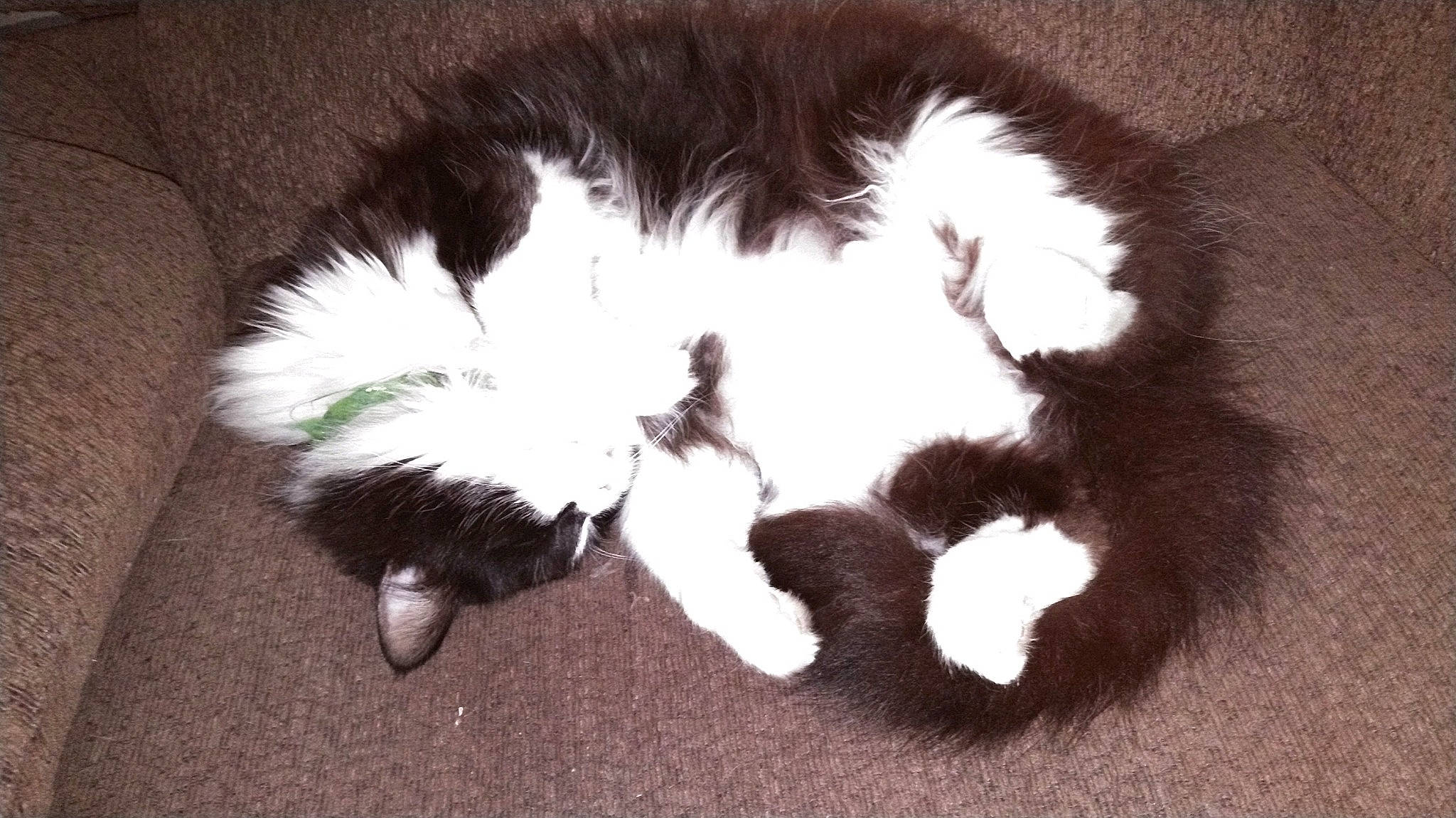 Skeeter is registered to the contest to win money with this photo: carnivore, cat, claw, comfort, dog_breed, felidae, foot, fur, paw, shadow, small_to_medium_sized_cats, snout, sporting_group, tail, terrestrial_animal, whiskers