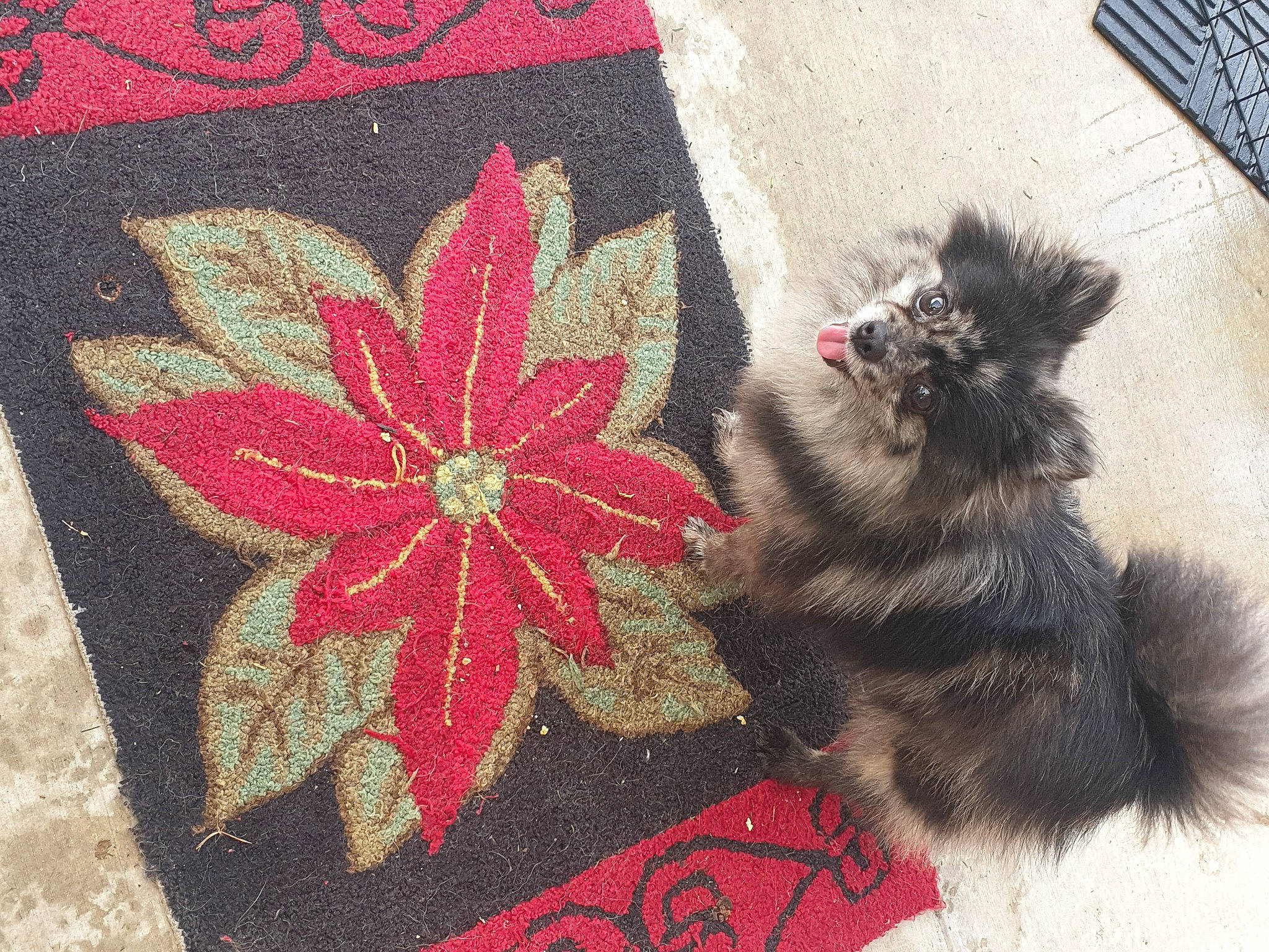 Luna joined the competition — help win amazing prizes! art, carmine, cat, companion_dog, craft, creative_arts, fashion_accessory, flooring, floral_design, flower, flowering_plant, linens, pattern, petal, plant, poinsettia, rectangle, textile, whiskers, wool