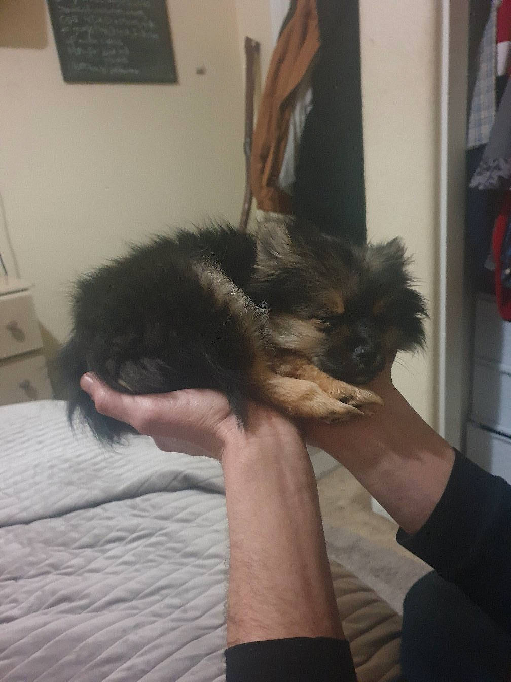 Noire is registered to the contest to win money with this photo: canidae, carnivore, claw, comfort, companion_dog, dog, dog_breed, ear, felidae, fur, liver, picture_frame, small_terrier, small_to_medium_sized_cats, sporting_group, tail, terrier, toy_dog, wall_plate, water_dog