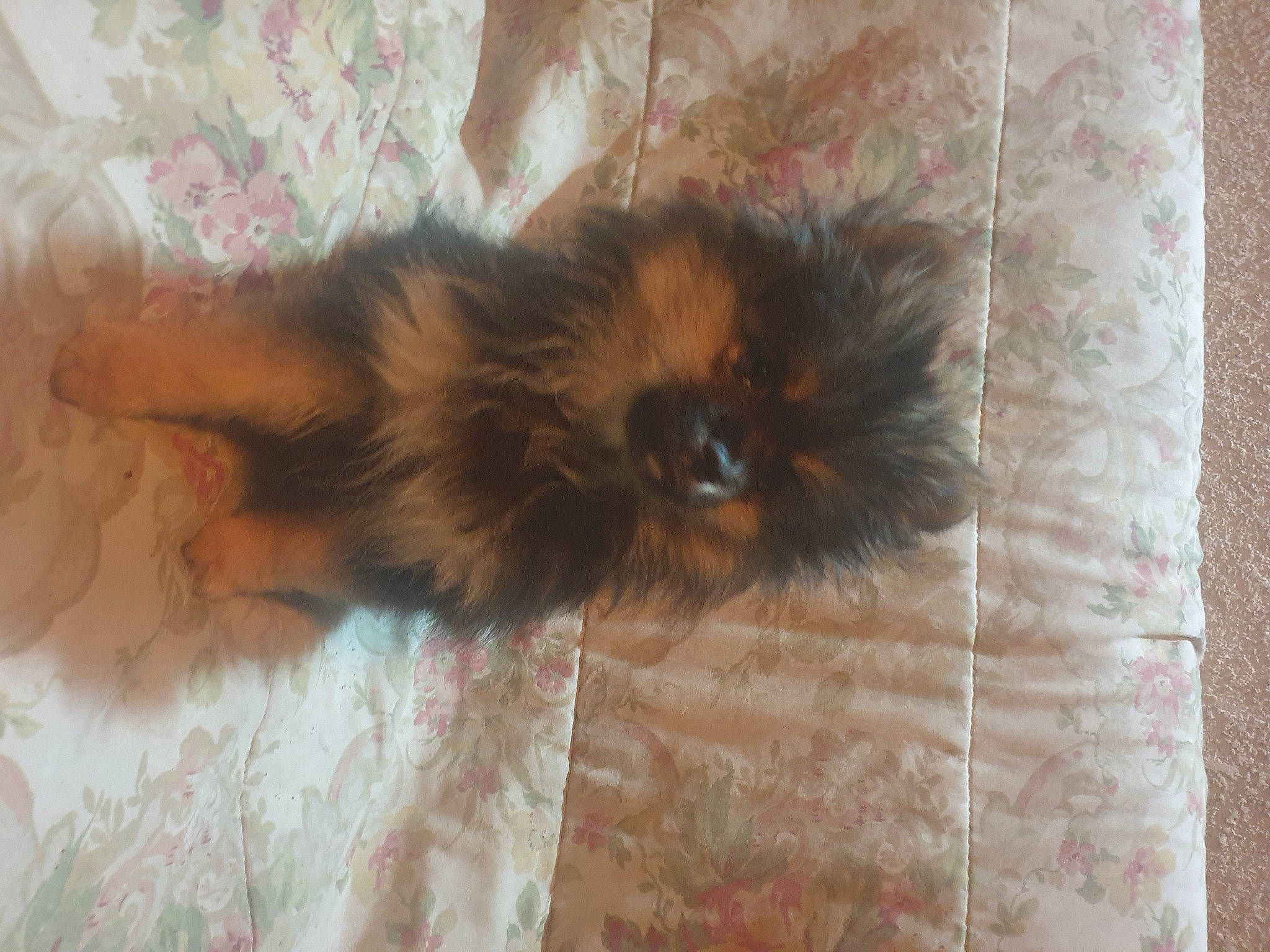 Noire is registered to the contest to win money with this photo: brown, canidae, carnivore, companion_dog, dog, dog_breed, fawn, flooring, fur, hardwood, liver, natural_material, non_sporting_group, paw, sporting_group, tail, terrestrial_animal, toy_dog, whiskers, wood