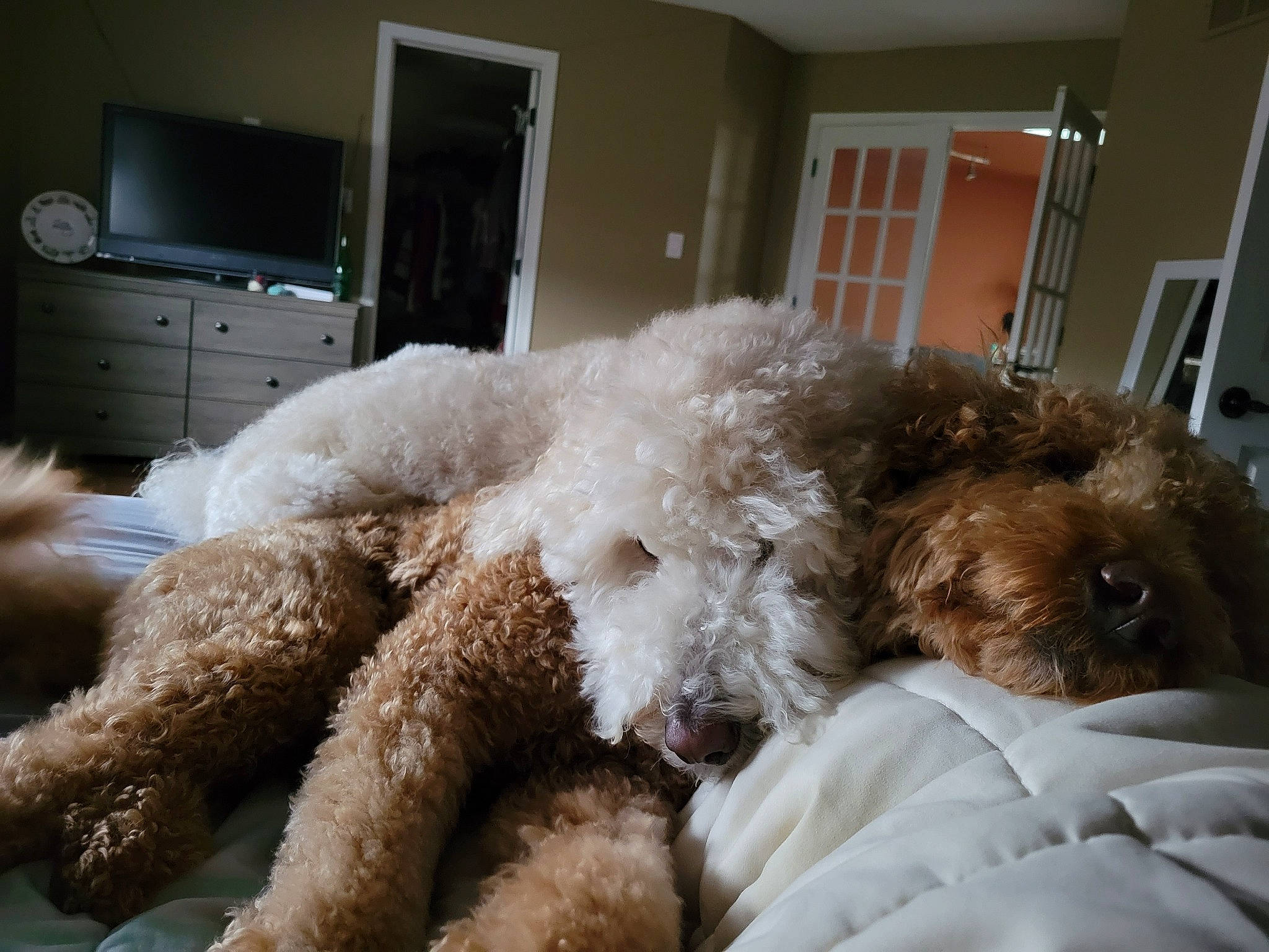 Leroy And Hudson is registered to the contest to win money with this photo: analog_television, cabinetry, cable_television, carnivore, comfort, companion_dog, dog, dog_breed, entertainment_center, fawn, fur, mammal, poodle, snout, television, television_set, terrier, toy_dog, vertebrate, water_dog