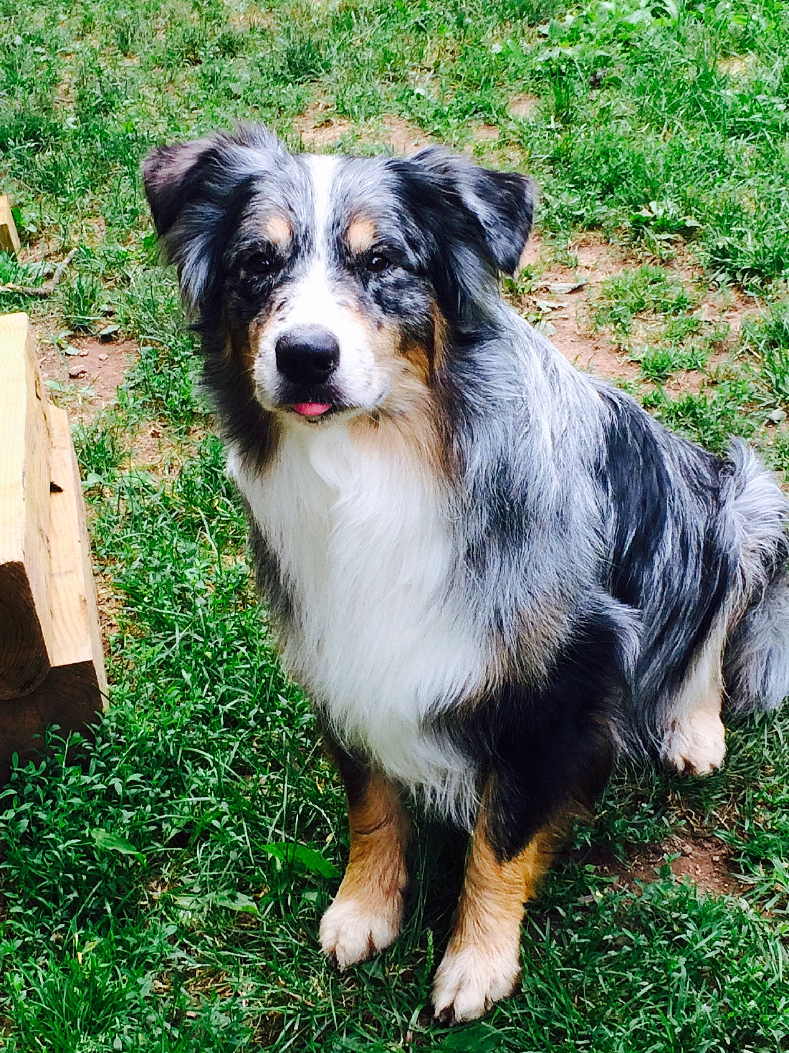 Calvin is registered to the contest to win money with this photo: australian_collie, australian_shepherd, box, canidae, carnivore, companion_dog, dog, dog_breed, fur, grass, herding_dog, plant, puppy, snout, sporting_group, terrestrial_animal, whiskers, working_animal, working_dog