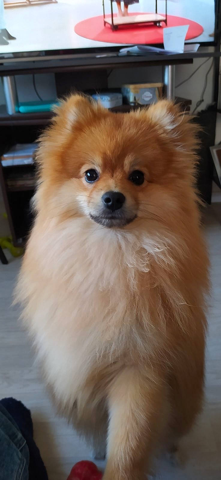 Shemar a rejoint le concours — aidez-le/la à gagner de superbes lots ! canidae, carnivore, companion_dog, dog, dog_breed, eye, fawn, fur, german_spitz, german_spitz_klein, german_spitz_mittel, liver, pomeranian, snout, spitz, sporting_group, toy_dog, volpino_italiano, whiskers, working_animal