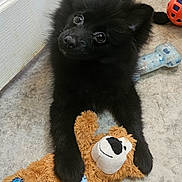 Buddy is registered to the contest to win money with this photo: adorable, black_fur, chew_toy, cute, dog, dog_toy, floor, fluffy, head_tilt, home, indoor, looking_at_camera, lying_down, orange_ball, pet, playful, portrait, puppy, sitting, stuffed_animal