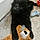 Buddy