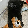 adorable, black_fur, chew_toy, cute, dog, dog_toy, floor, fluffy, head_tilt, home, indoor, looking_at_camera, lying_down, orange_ball, pet, playful, portrait, puppy, sitting, stuffed_animal