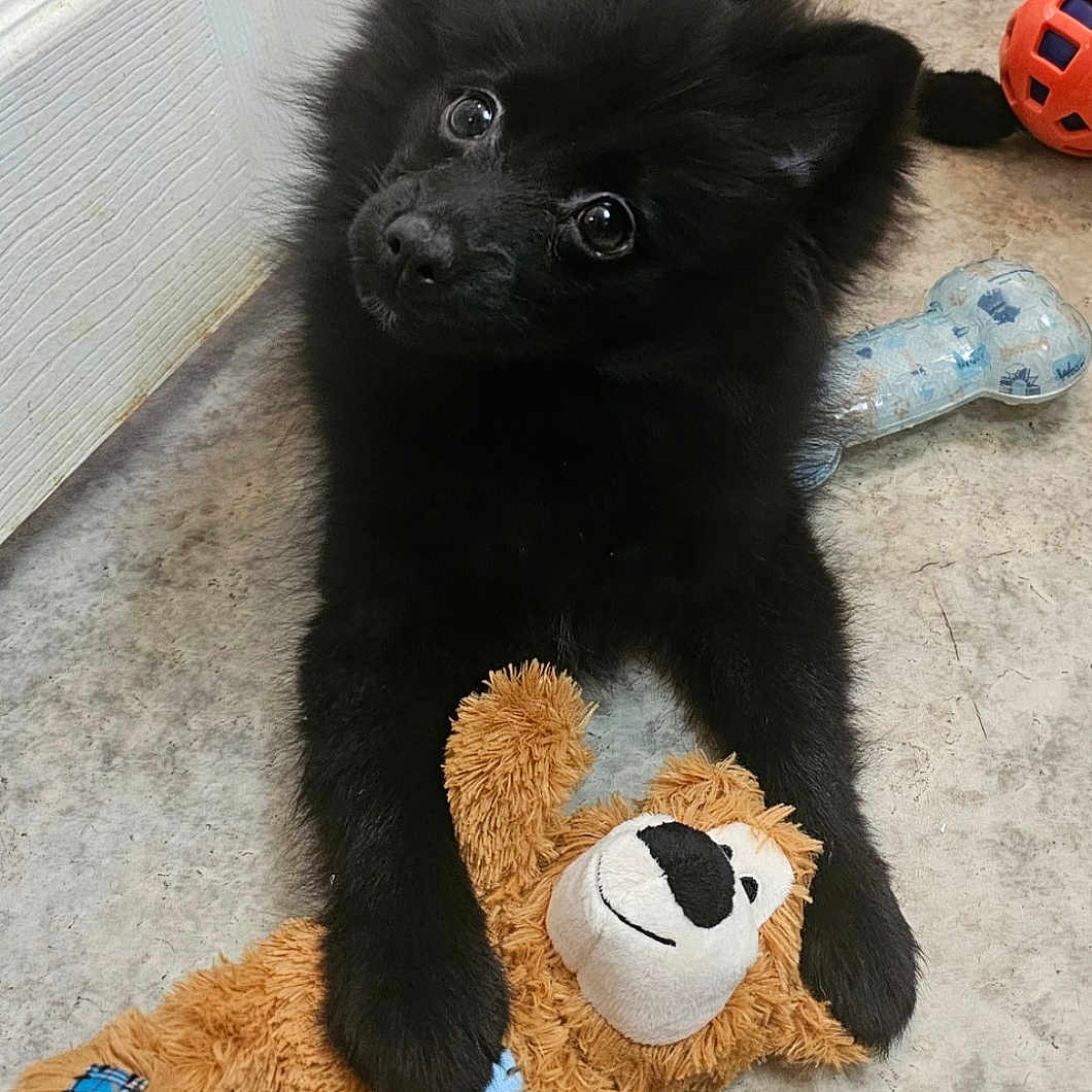 Buddy