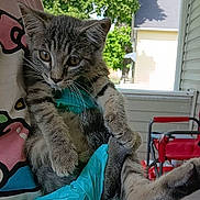 Mimi is registered to the contest to win money with this photo: cat, kitten, gray_tabby, fluffy, furry, whiskers, ears, paws, sitting, outdoor, backyard, sunlight, tree, house, window, chair, hammock, turquoise_fabric, red_furniture, pet