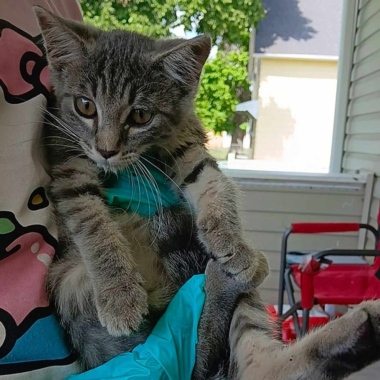 Mimi