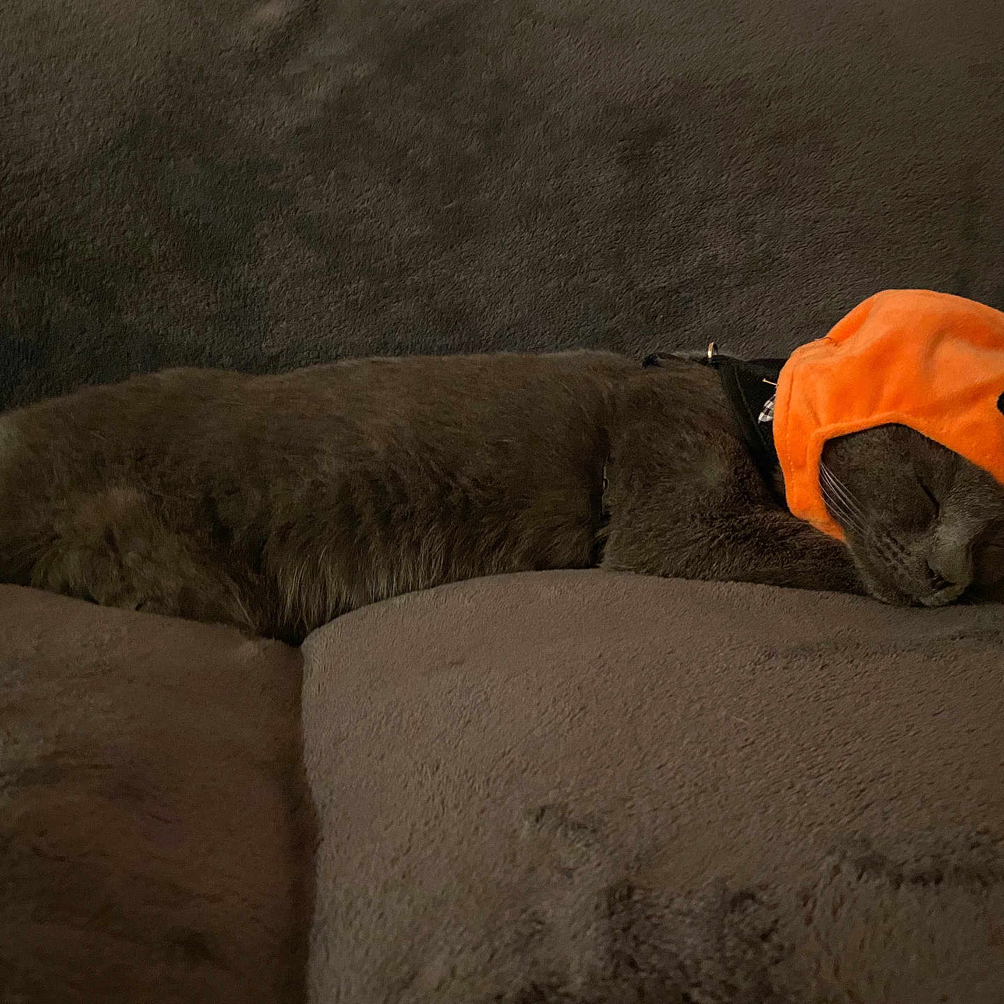 Cosmo is registered to the contest to win money with this photo: animal, baseballcap, blanket, canine, cap, cartoon, cat, clothing, couch, dog, furniture, hat, hound, lion, person, pet, puppy, rabbit, sleeping, teddybear