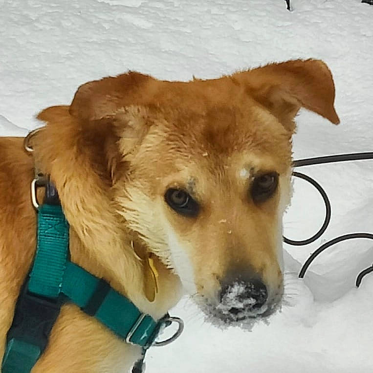 Nyla is registered to the contest to win money with this photo: canidae, carnivore, collar, companion_dog, dog, dog_breed, dog_collar, dog_supply, fashion_accessory, fawn, fur, leash, paw, pet_supply, snout, snow, sporting_group, terrestrial_animal, whiskers, working_animal