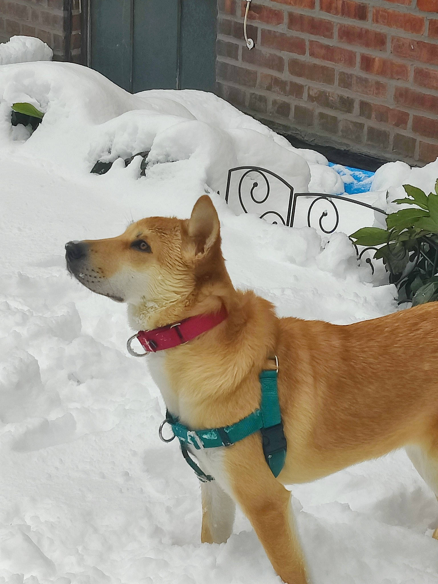 Nyla is registered to the contest to win money with this photo: ball, canidae, carnivore, collar, companion_dog, dog, dog_breed, dog_clothes, dog_collar, dog_supply, fawn, freezing, leash, pet_supply, snout, snow, sporting_group, tail, winter, working_animal