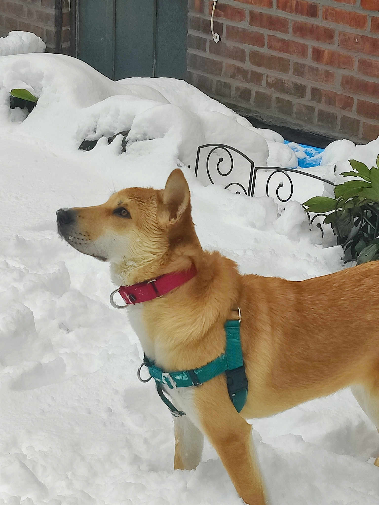 Nyla
