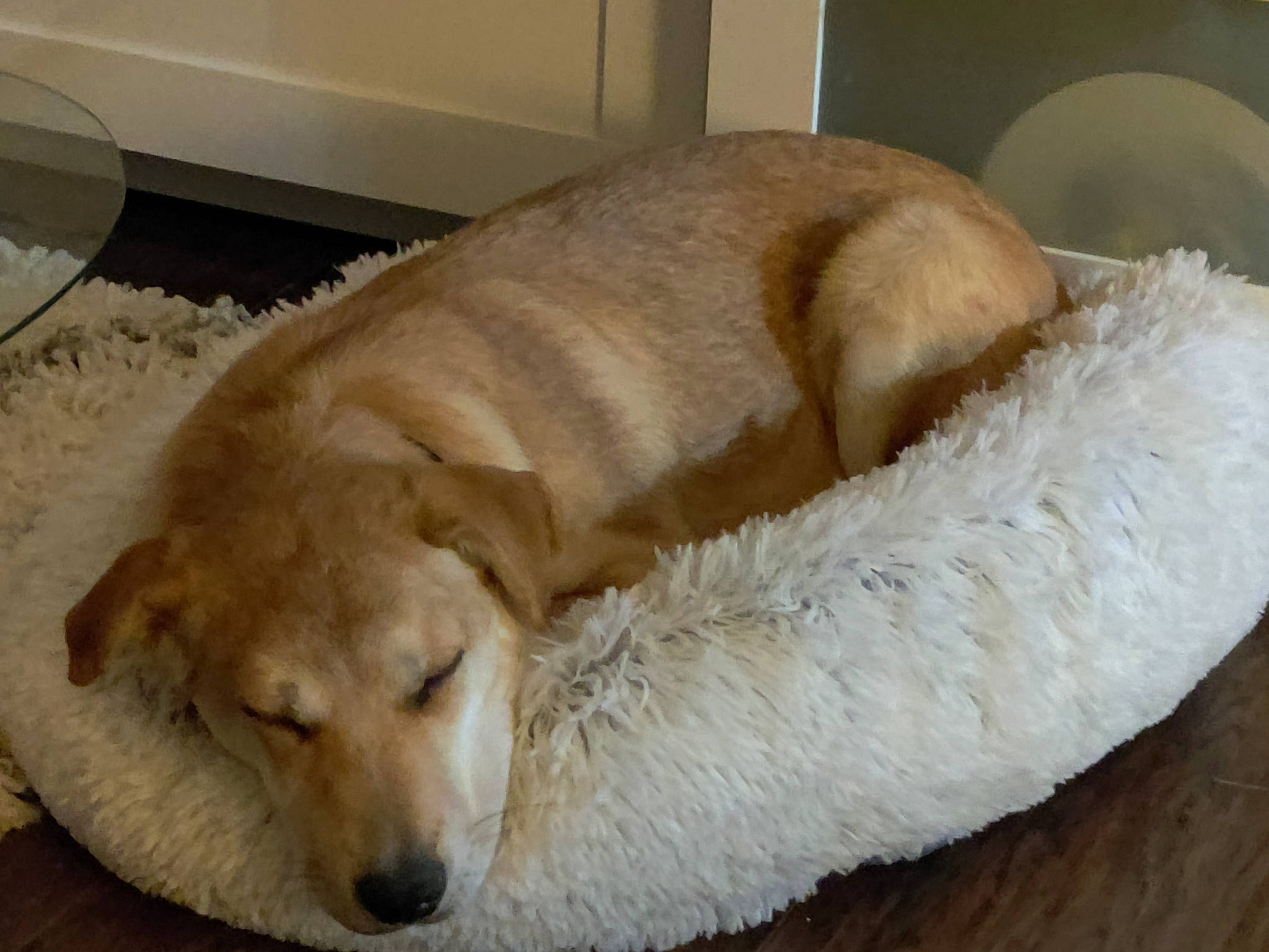 Nyla joined the competition — help win amazing prizes! canidae, carnivore, chair, comfort, companion_dog, dog, dog_breed, fawn, flooring, fur, hardwood, labrador_retriever, paw, pet_supply, retriever, snout, sporting_group, tail, terrestrial_animal, working_animal