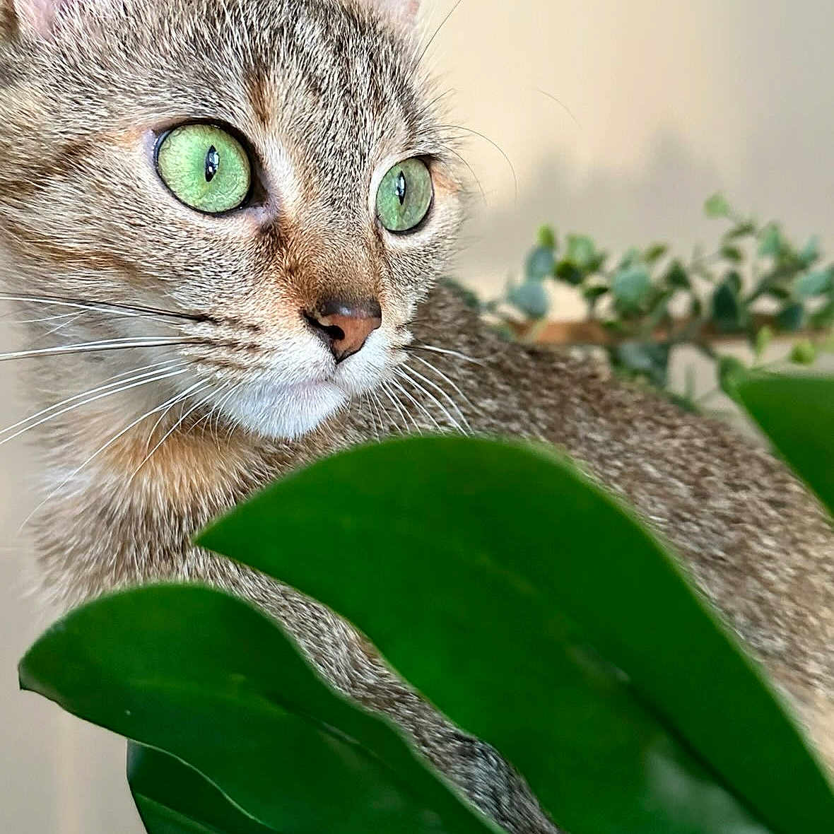 Blue participe au concours pour gagner de l'argent avec cette photo : abyssinian, animal, cat, kitten, leaf, pet, plant