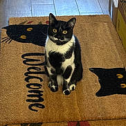 Catalina joined the competition — help win amazing prizes! animal, black_and_white, box, cardboard, cat, curious, decor, doormat, ears, floor, fur, home_interior, indoor, pet, quiet, sitting, tile_floor, welcome_mat, whiskers, yellow_eyes