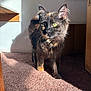 Willow joined the competition — help win amazing prizes! cat, tortoiseshell, fur, carpet, sunlight, shadow, indoor, curious, pet, animal, whiskers, ears, box, wooden_furniture, home, feline, cute, mammal, closeup, domestic