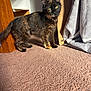 cat, kitten, tortoiseshell, carpet, sunlight, cardboard_box, curtain, indoor, feline, pet, animal, whiskers, ears, tail, fur, standing, alert, home, cozy, shadow