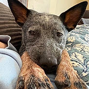 Indie is registered to the contest to win money with this photo: animal, black, blanket, brown, close_up, comfort, companion, cozy, dog, ears, fur, home, indoor, paw, pet, portrait, relaxed, resting, snout, texture