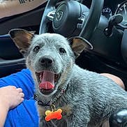 Indie joined the competition — help win amazing prizes! animal, blue_shirt, car_interior, close_up, dashboard, dog, dog_collar, dog_tag, excited, happy, joy, pet, puppy, seat, sitting, steering_wheel, tattoo, tongue_out, vehicle, young_dog