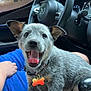 animal, blue_shirt, car_interior, close_up, dashboard, dog, dog_collar, dog_tag, excited, happy, joy, pet, puppy, seat, sitting, steering_wheel, tattoo, tongue_out, vehicle, young_dog